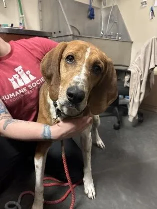 A senior large-sized male White / Cream Hound dog named Buddha for adoption in Springfield, MO