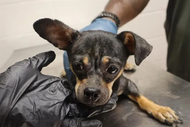 An adult small-sized male Mixed Breed dog named Durin for adoption in Columbia, SC