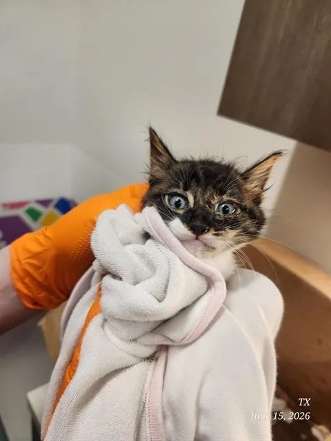 A baby small-sized male Domestic Short Hair cat named Billy for adoption in Baytown, TX