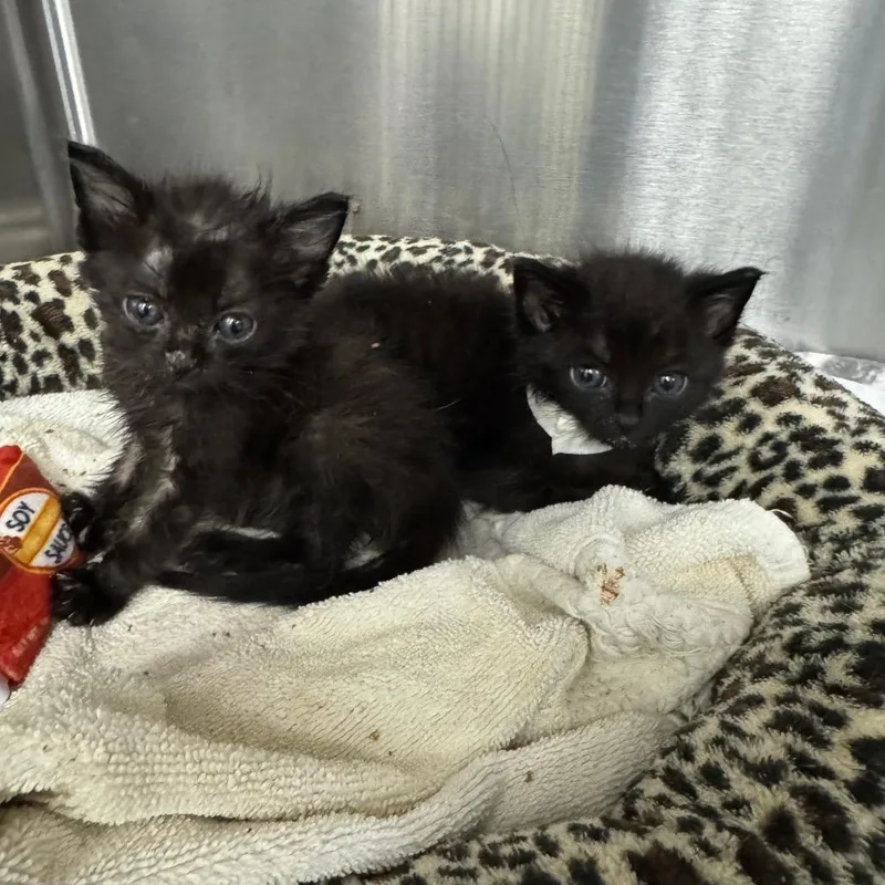 A baby small-sized male Black Domestic Short Hair cat named Incredicoaster for adoption in Los Angeles, CA