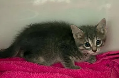 A baby small-sized female Domestic Short Hair cat named Hot Cheeto for adoption in Lampasas, TX