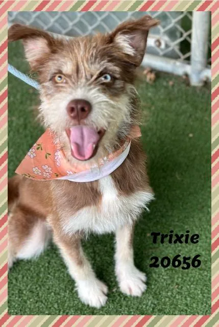 A young medium-sized female Brown / Chocolate Terrier dog named TRIXIE see also JOLENE for adoption in Marietta, GA