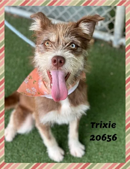 TRIXIE see also JOLENE thumbnail 2