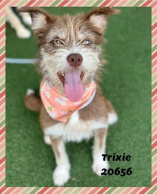 TRIXIE see also JOLENE thumbnail 3
