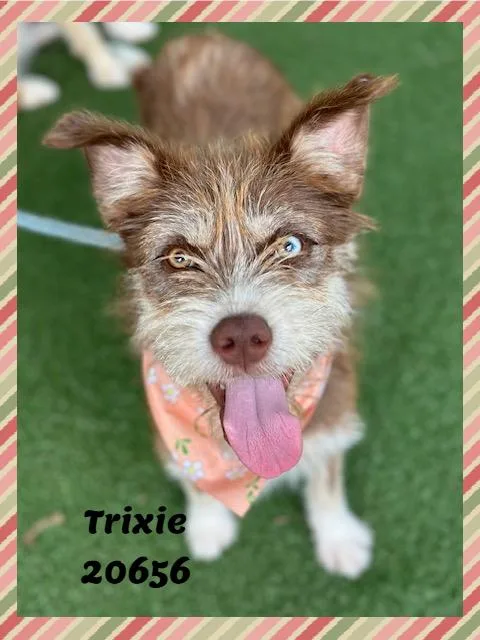 TRIXIE see also JOLENE thumbnail 4