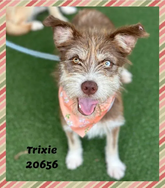 TRIXIE see also JOLENE thumbnail 5