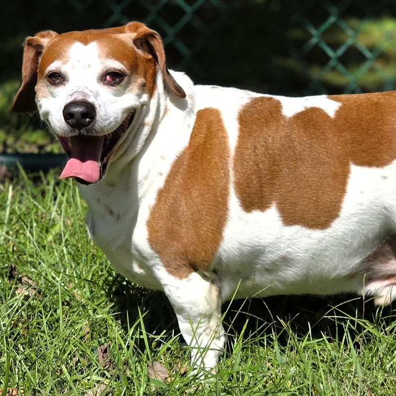 A senior medium-sized male Beagle dog named Elvis for adoption in Michigan City, IN