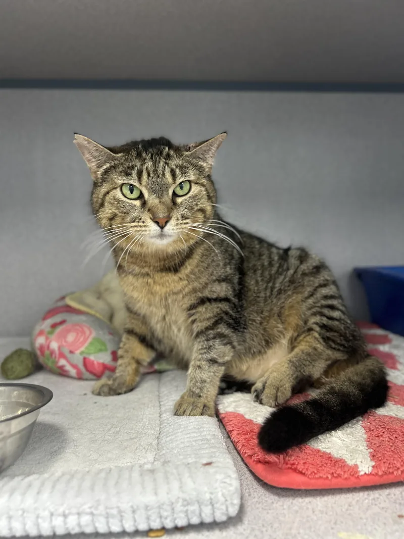 An adult medium-sized female Tabby (Brown / Chocolate) Domestic Short Hair cat named Selena for adoption in Bardstown, KY