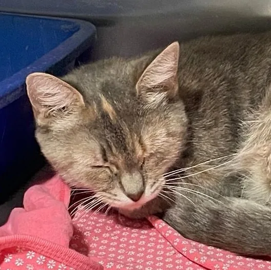 A young medium-sized female Dilute Tortoiseshell Domestic Short Hair cat named Penny for adoption in Spencer, IN