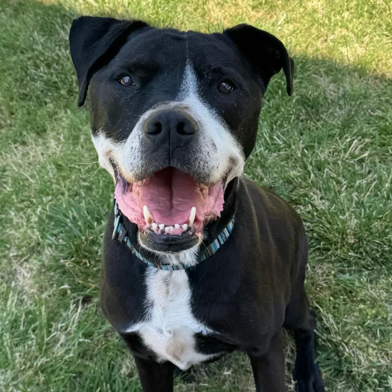 A senior large-sized male Black Pit Bull Terrier dog named Xavier for adoption in Kensington, CA