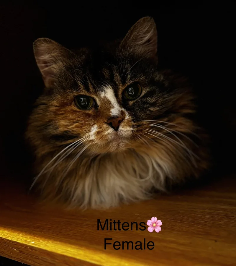 Mittens And Baby thumbnail 3