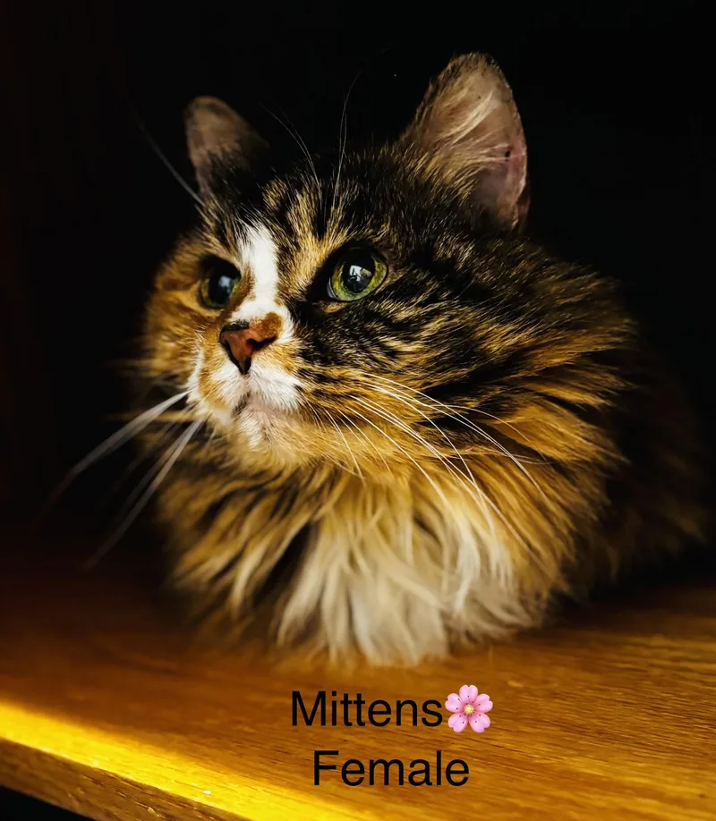 Mittens And Baby thumbnail 5