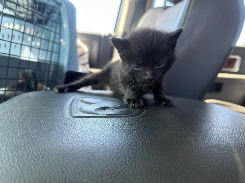 A baby small-sized male Domestic Short Hair cat named Meeny for adoption in La Verkin, UT