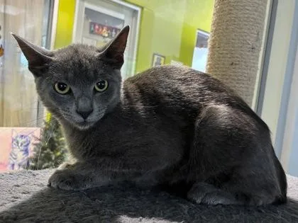 A baby small-sized female Domestic Short Hair cat named Malina for adoption in New Orleans, LA