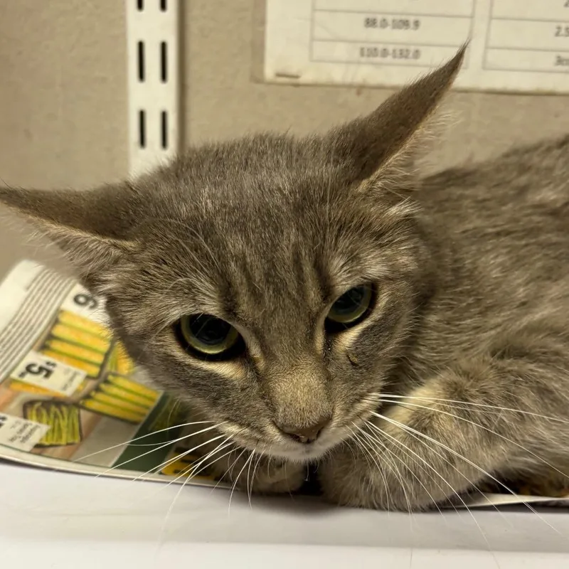 An adult medium-sized female Gray / Blue / Silver Domestic Short Hair cat named Sage for adoption in Yuma, AZ