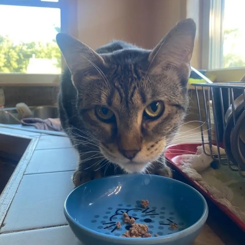 A young medium-sized female Tabby (Gray / Blue / Silver) Bengal cat named Molly for adoption in Blue Earth, MN