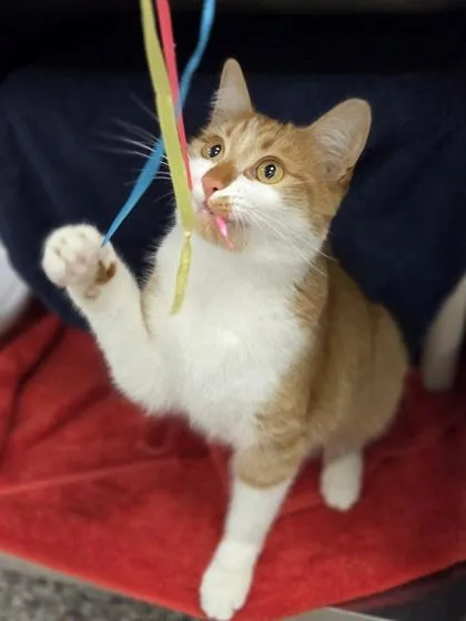 An adult small-sized male Domestic Short Hair cat named Fergus for adoption in Westland, MI