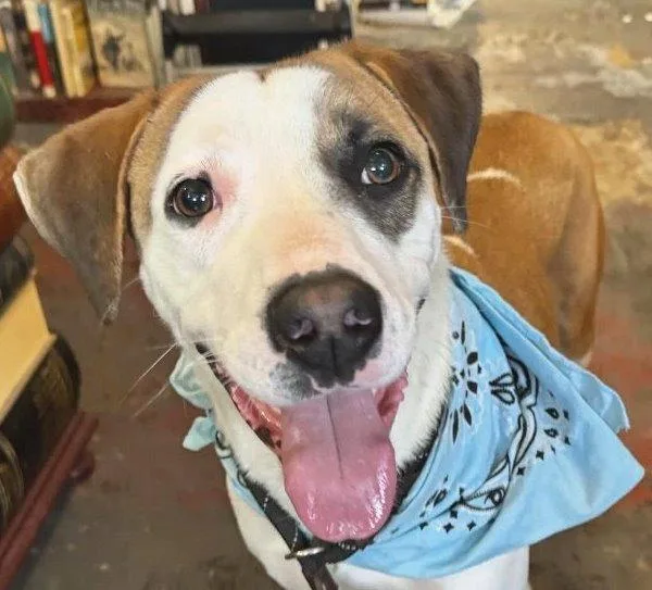 Hash Brown thumbnail 2