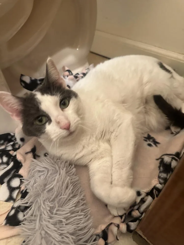 An adult medium-sized female Gray & White Domestic Short Hair cat named Amy Poehler for adoption in Milltown, NJ
