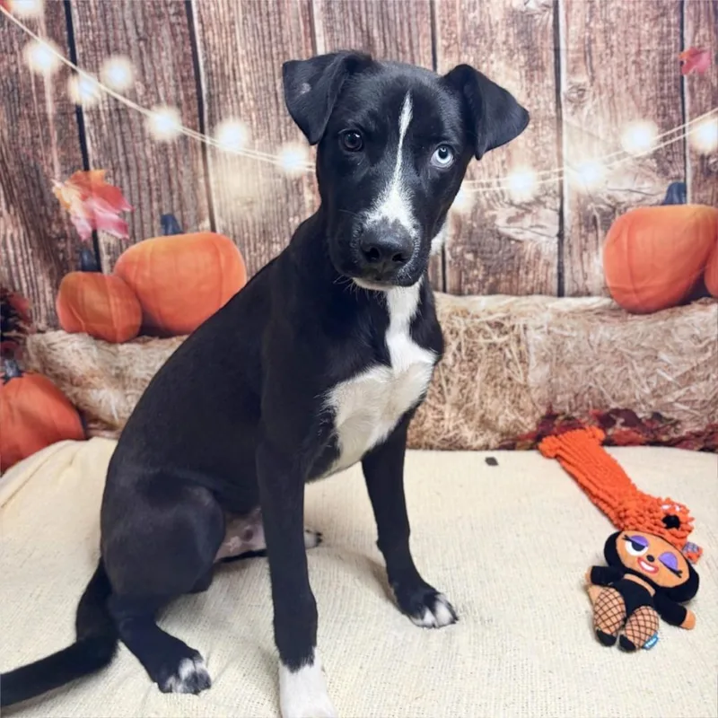 A young medium-sized male Black Labrador Retriever dog named Taziki for adoption in Brownsboro, AL