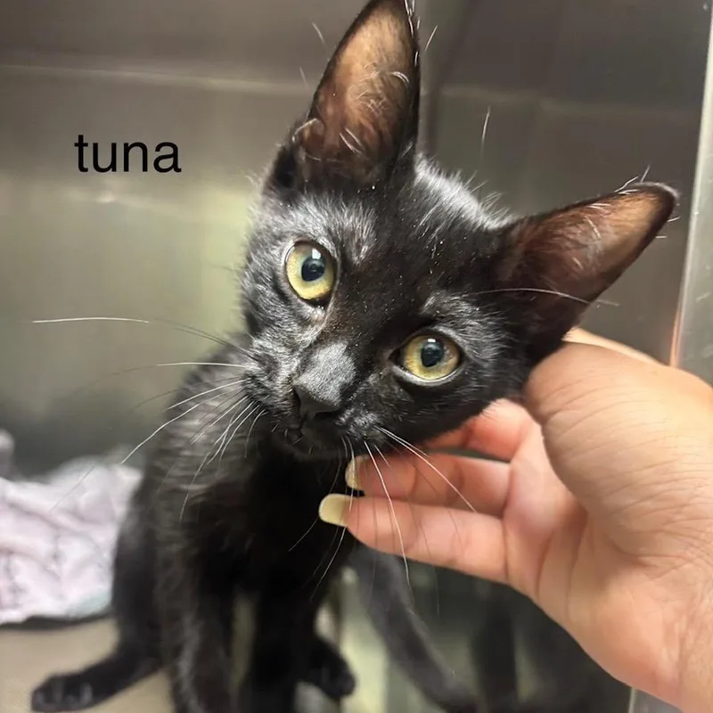 A baby small-sized female Black Domestic Short Hair cat named Tuna for adoption in League City, TX