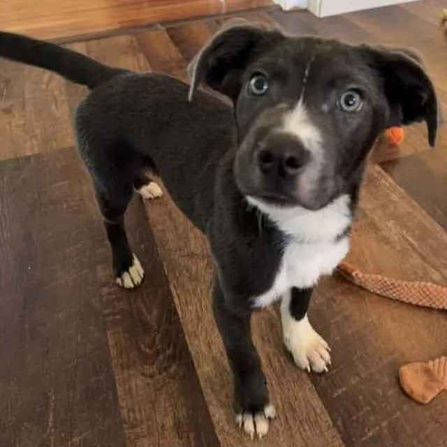 A young medium-sized male Pit Bull Terrier dog named Lil Dexter for adoption in Racine, WI