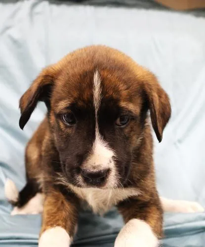 A young medium-sized male Shepherd dog named Flapjack for adoption in Thief River Falls, MN