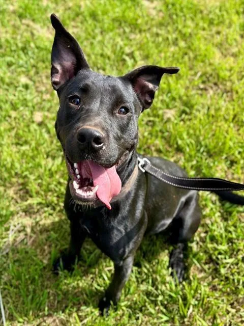 A young medium-sized female American Staffordshire Terrier dog named Maisie for adoption in York, SC