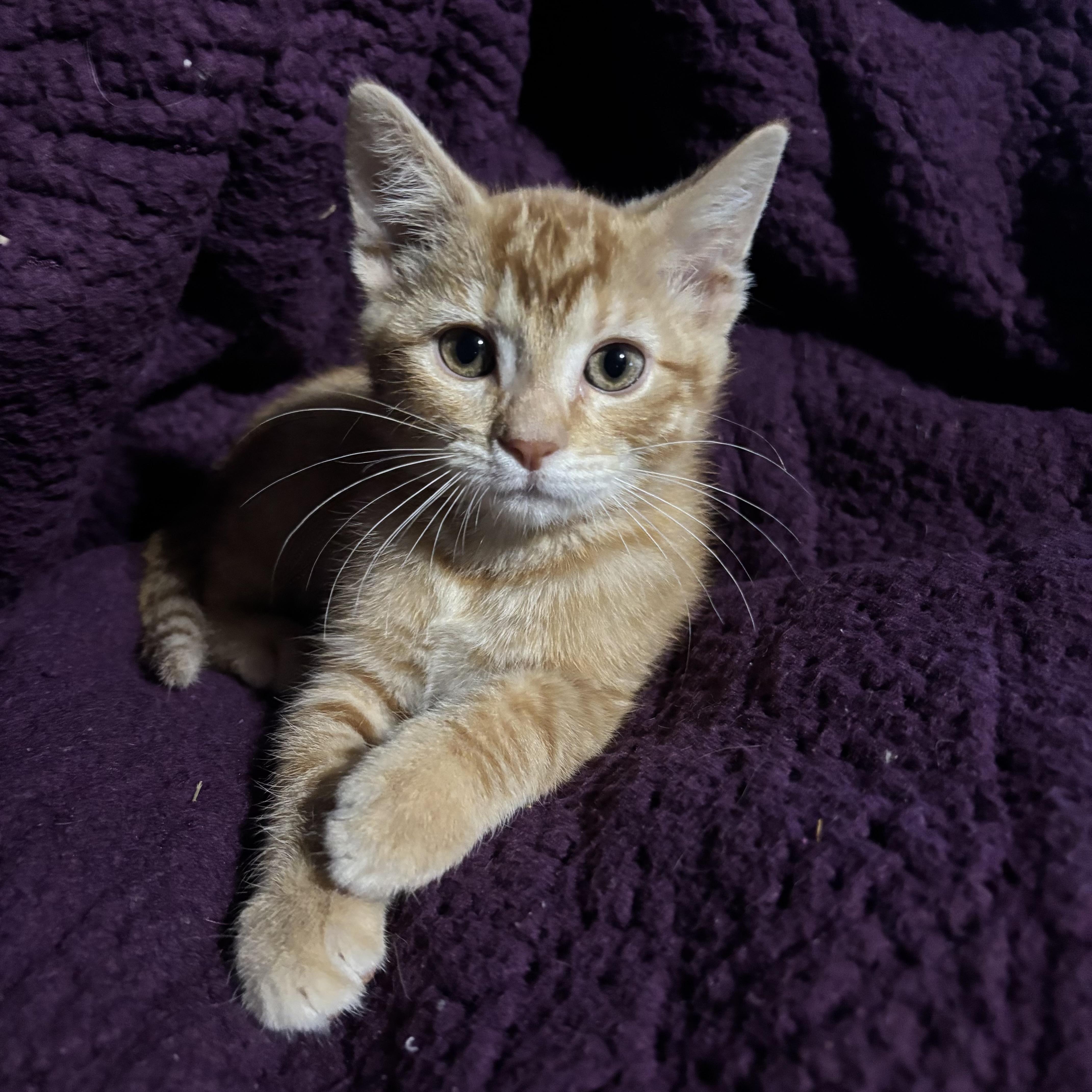 A baby small-sized male Tabby (Orange / Red) Domestic Short Hair cat named Sirocco Slaw for adoption in Bentonville, AR