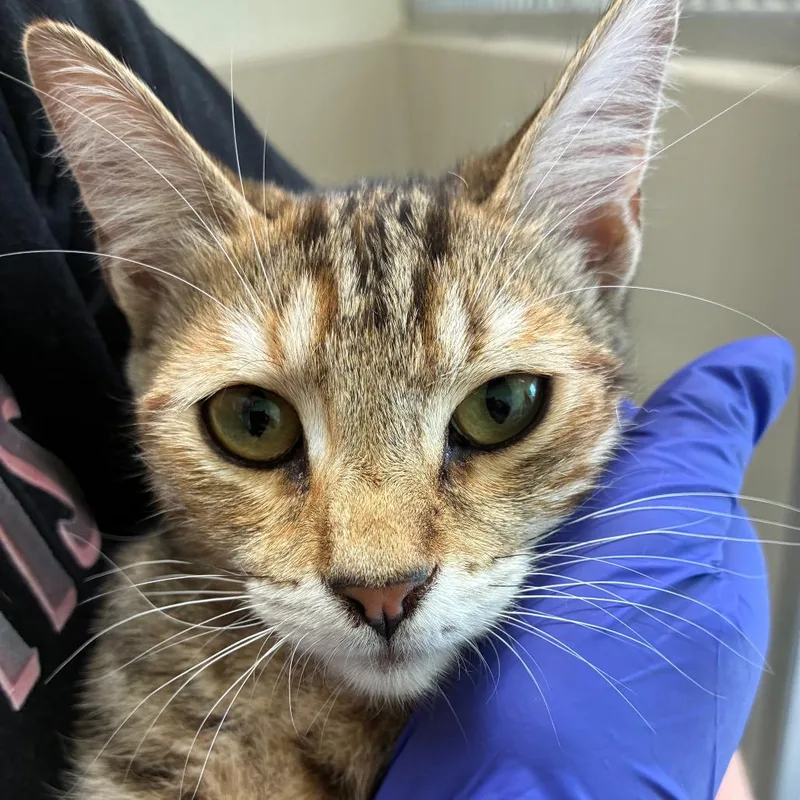 A young medium-sized female Domestic Short Hair cat named Autumn for adoption in St. Helena, CA
