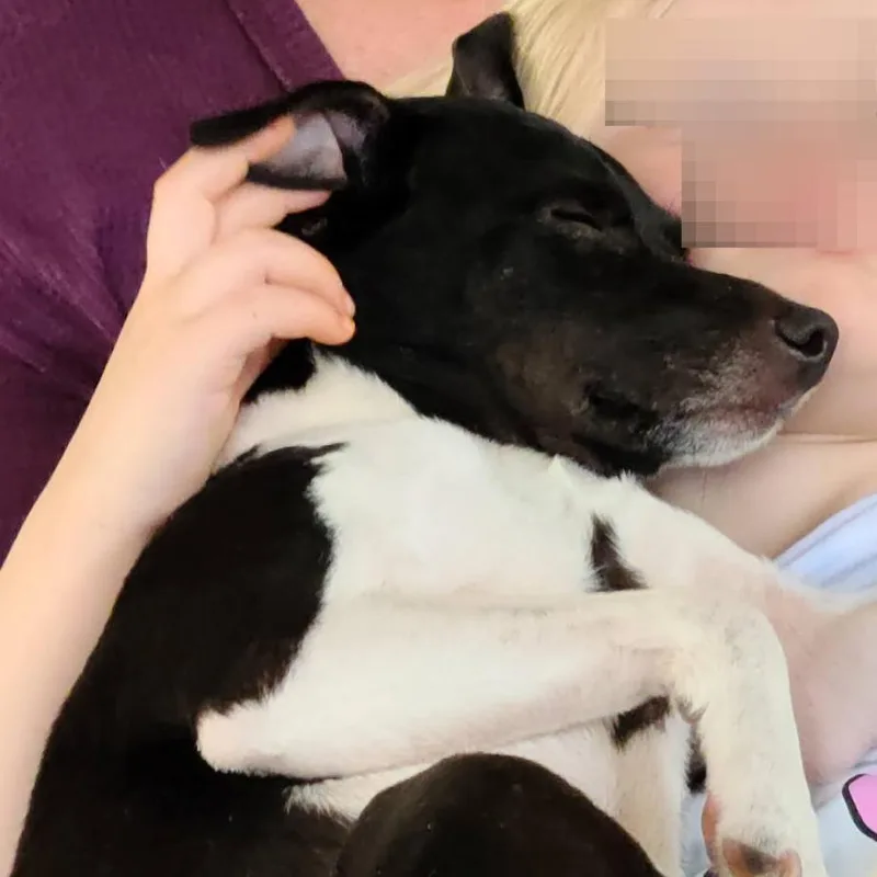 An adult small-sized female Black Rat Terrier dog named Lilly D for adoption in Princeton, MN