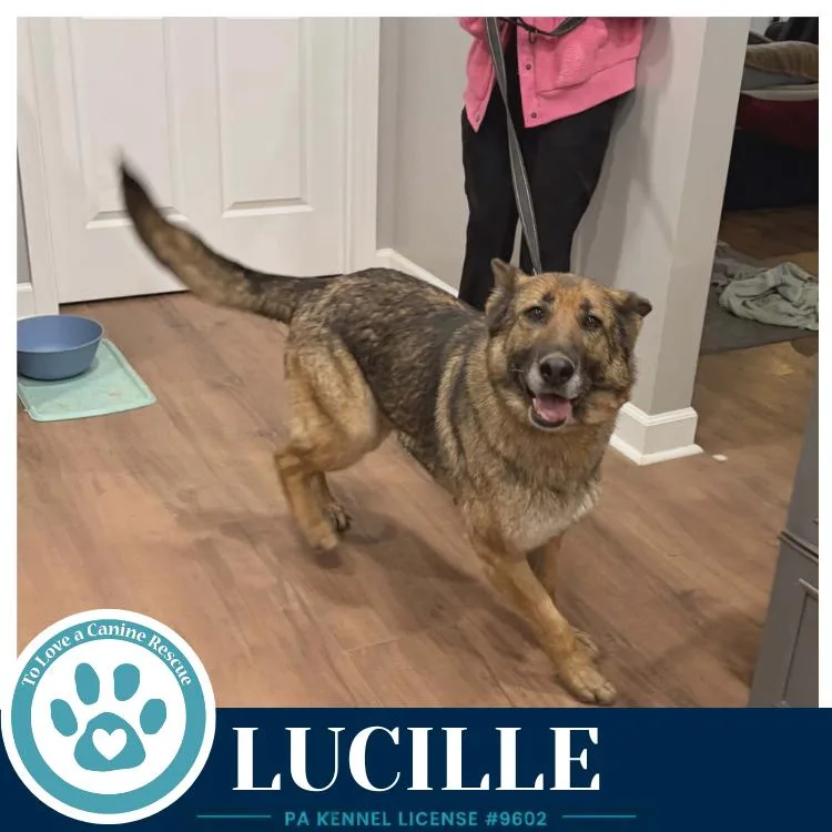 An adult large-sized female Brown / Chocolate German Shepherd Dog dog named Lucille for adoption in Kimberton, PA