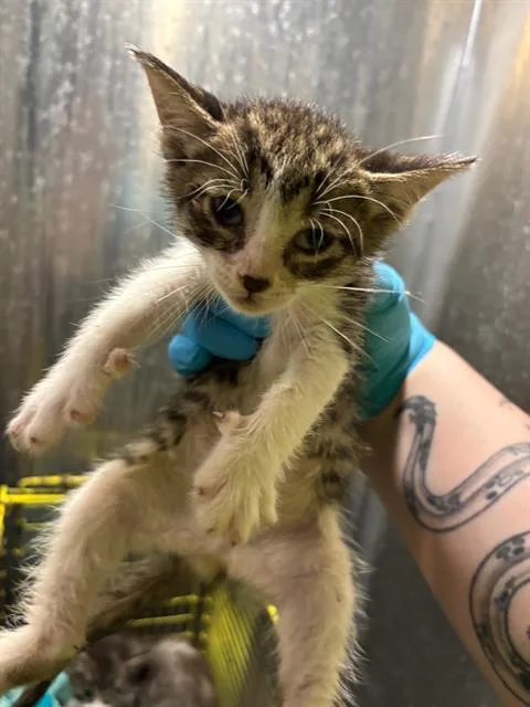 A baby small-sized male Domestic Short Hair cat named Iroh for adoption in San Antonio, TX