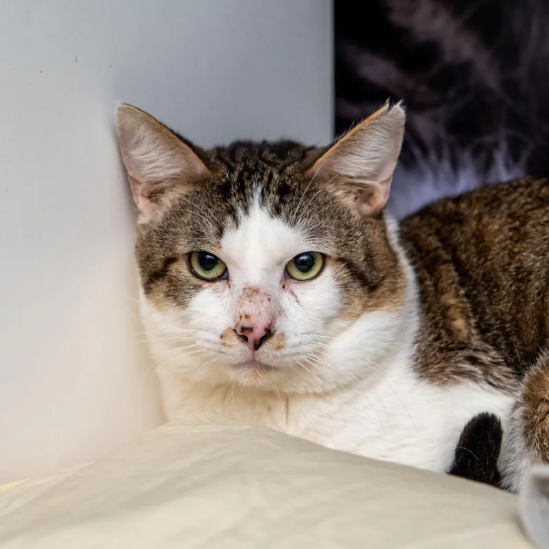 Fair Isle thumbnail 2