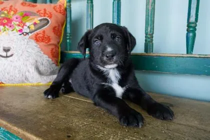 A baby small-sized male Labrador Retriever dog named Blue Blazes for adoption in San Antonio, TX