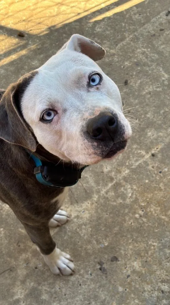 An adult medium-sized female Bicolor Catahoula Leopard Dog dog named Ice for adoption in Ruston, LA