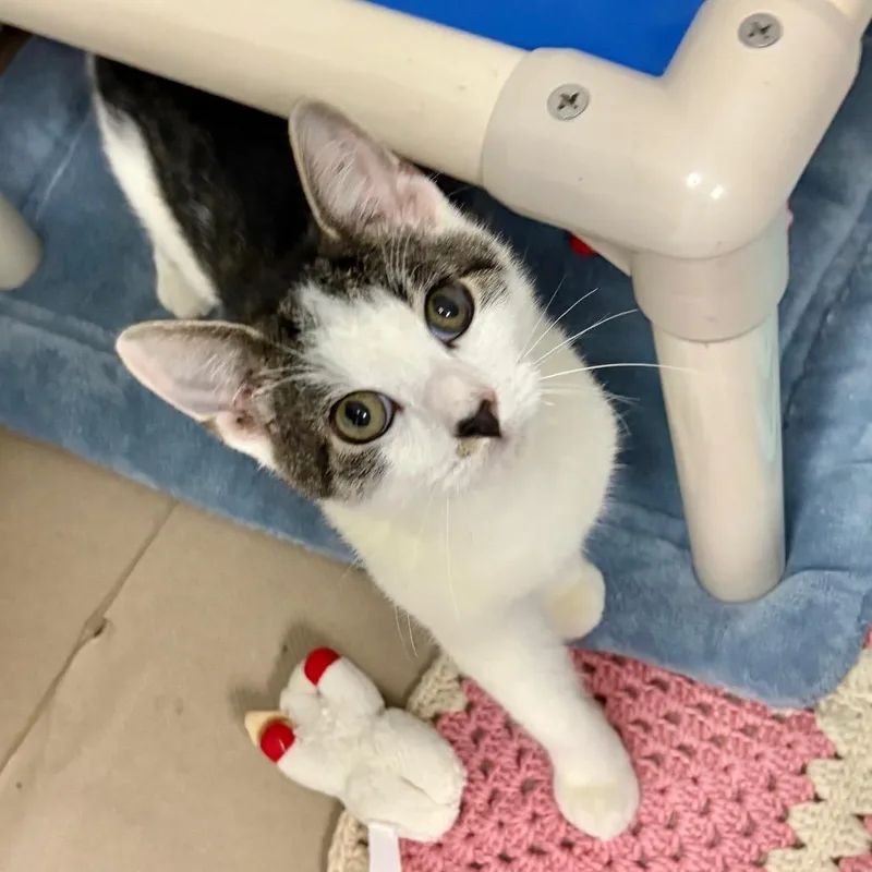 A baby medium-sized male White Domestic Short Hair cat named Garth for adoption in Wantagh, NY