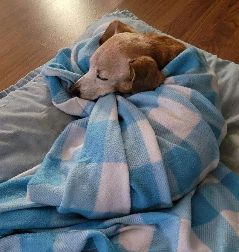 Hoss Cartwright thumbnail 2