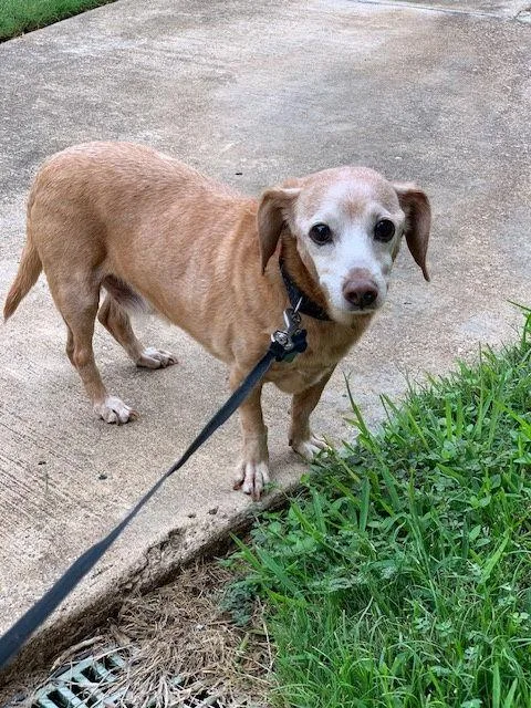 Hoss Cartwright thumbnail 3