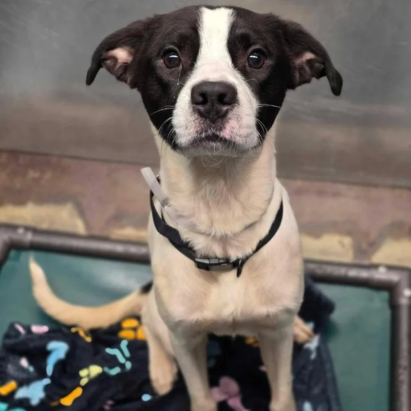 An adult medium-sized male Pointer dog named Law for adoption in Tacoma, WA