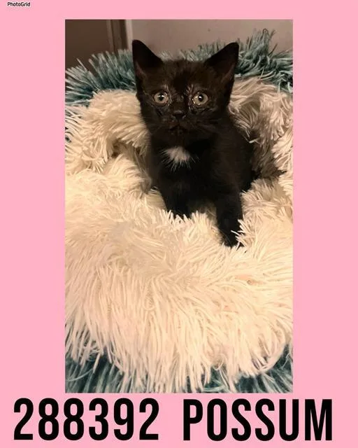 A baby small-sized female Domestic Short Hair cat named Possum for adoption in Macon, GA