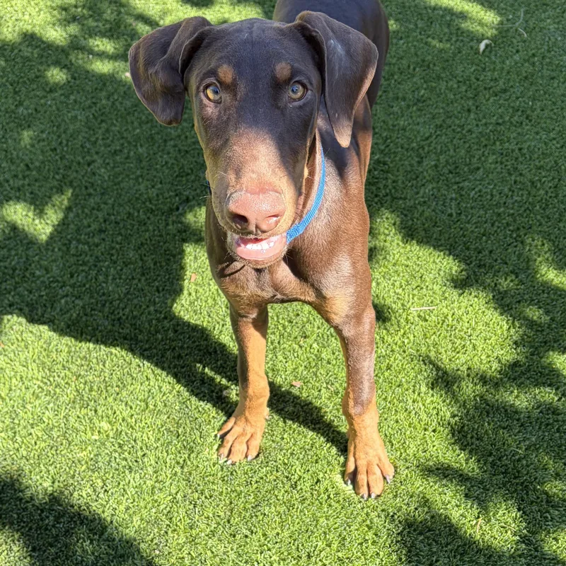 A baby medium-sized male Red / Chestnut / Orange Doberman Pinscher dog named Hutch for adoption in Phoenix, AZ