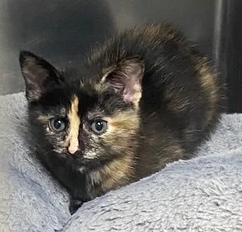 Ditalini thumbnail 2