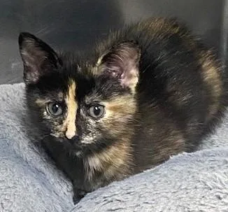 A baby medium-sized female Tortoiseshell Tortoiseshell cat named Ditalini for adoption in Allegan, MI
