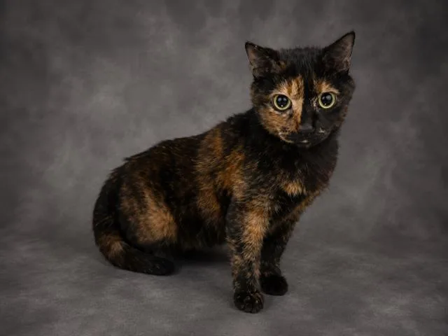 Esmeralda