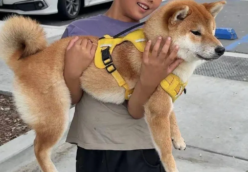 A young small-sized female Red / Chestnut / Orange Shiba Inu dog named Lucky for adoption in Van Nuys, CA