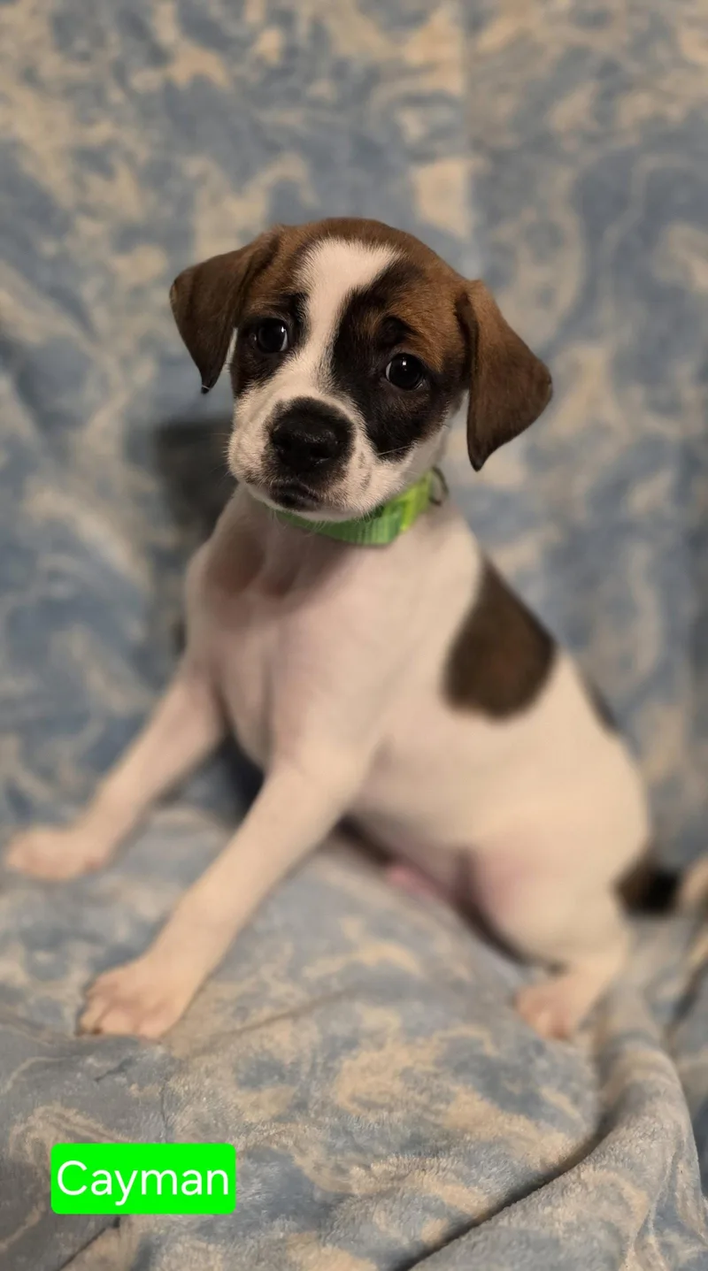 A baby small-sized male Rat Terrier dog named Cayman for adoption in Elgin, IL