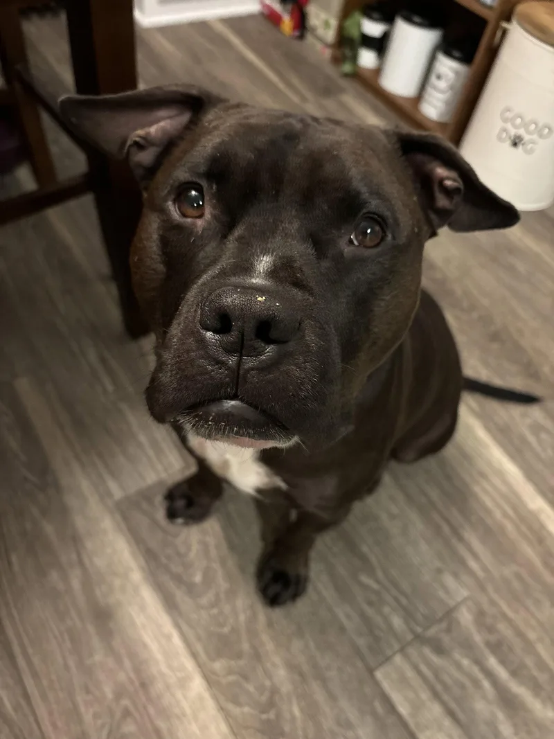 A young large-sized male Staffordshire Bull Terrier dog named Wally for adoption in Lockport, NY