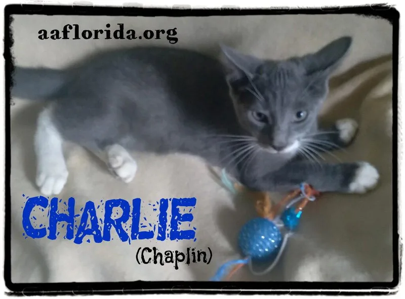 A young medium-sized male Gray & White Tabby cat named Charlie Chaplin for adoption in Pensacola, FL