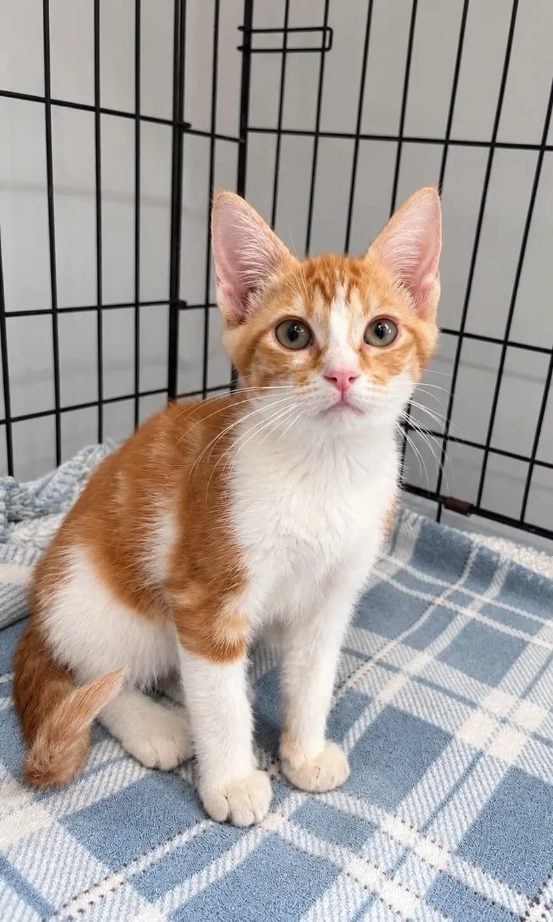 A baby small-sized male Tabby cat named Prince C Grace for adoption in Saunderstown, RI